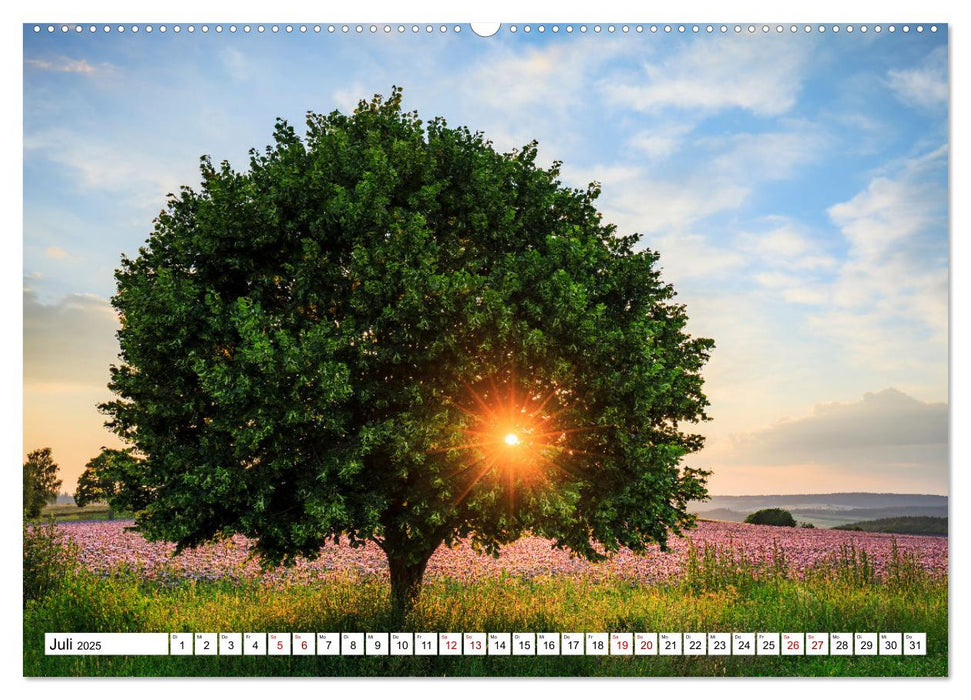 Sonnige Augenblicke (CALVENDO Premium Wandkalender 2025)