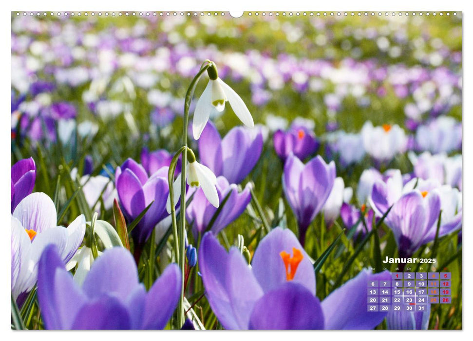 Urlaub im Garten (CALVENDO Premium Wandkalender 2025)