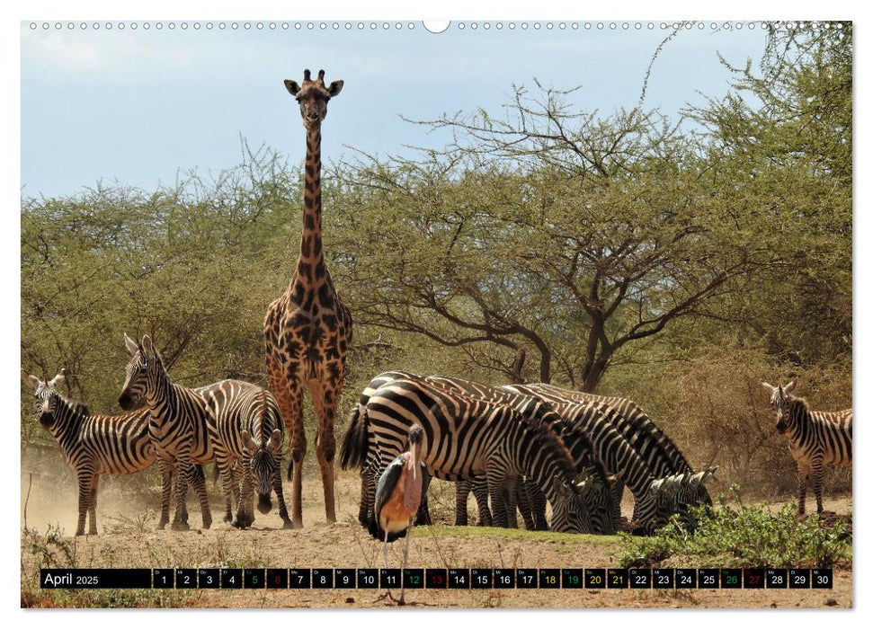 Verrückt nach SAFARI Unterwegs im Tsavo Ost und West Kenia (CALVENDO Wandkalender 2025)