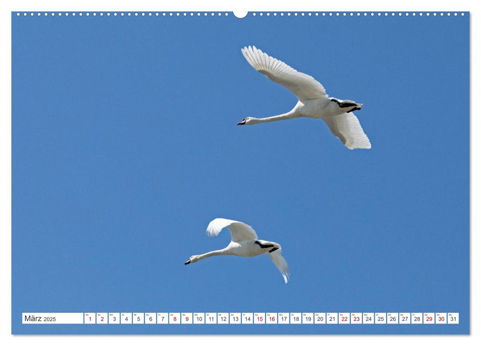 Die Schlei - Segelrevier und Naturpark (CALVENDO Premium Wandkalender 2025)