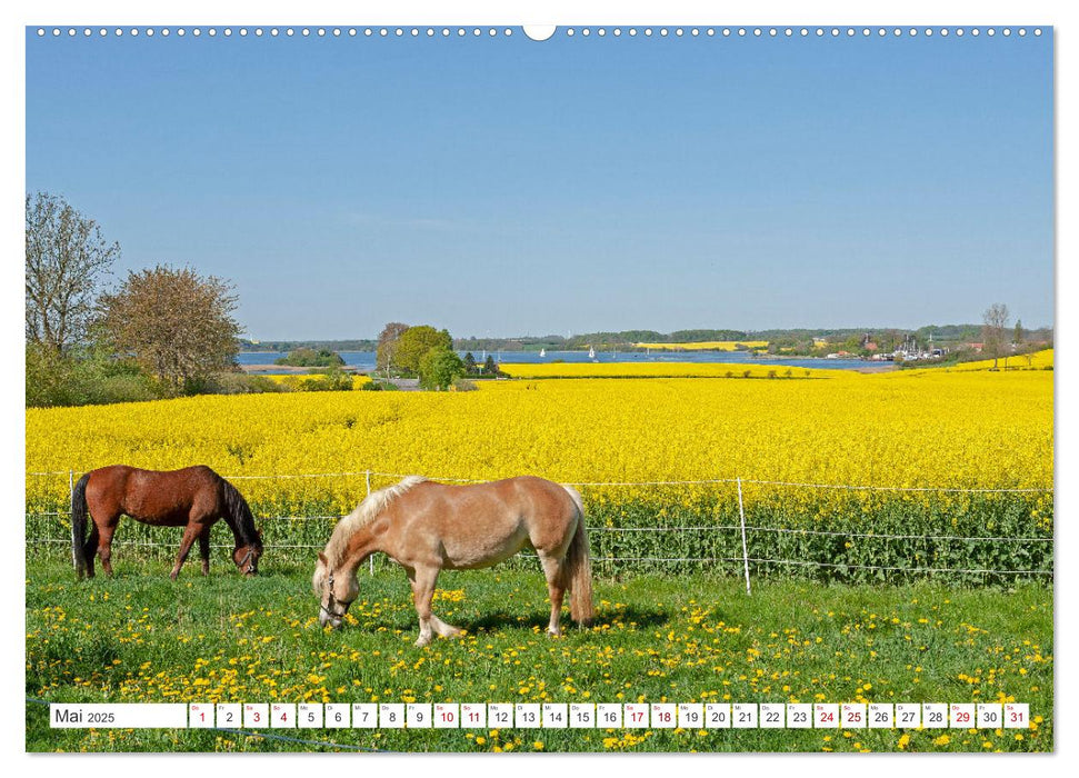 Die Schlei - Segelrevier und Naturpark (CALVENDO Premium Wandkalender 2025)