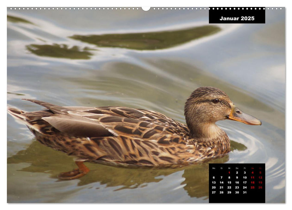 Der Alltag der Stockente (CALVENDO Premium Wandkalender 2025)