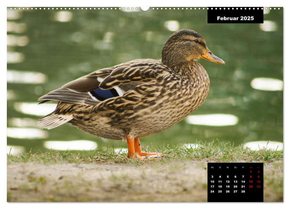 Der Alltag der Stockente (CALVENDO Premium Wandkalender 2025)