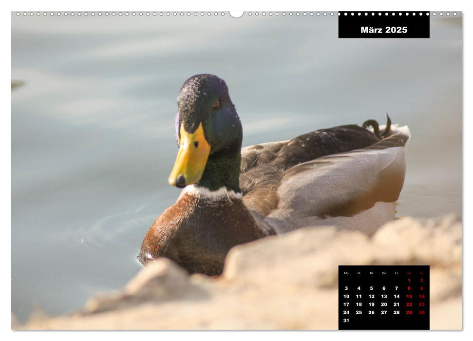 Der Alltag der Stockente (CALVENDO Premium Wandkalender 2025)