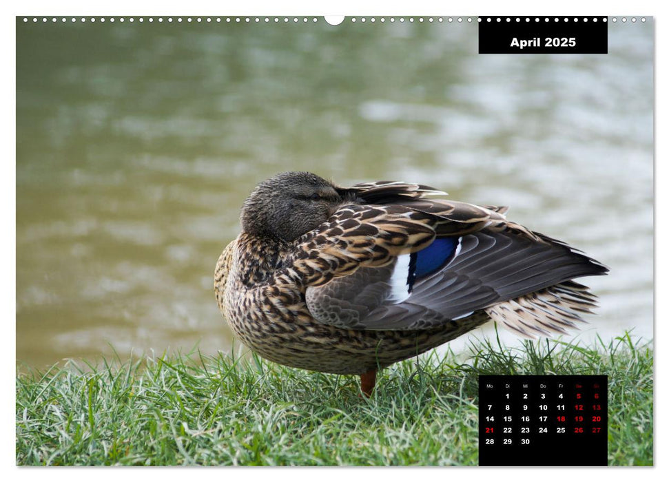 Der Alltag der Stockente (CALVENDO Premium Wandkalender 2025)