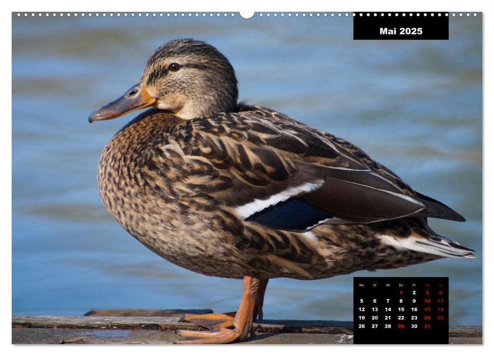 Der Alltag der Stockente (CALVENDO Premium Wandkalender 2025)