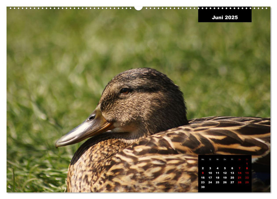 Der Alltag der Stockente (CALVENDO Premium Wandkalender 2025)