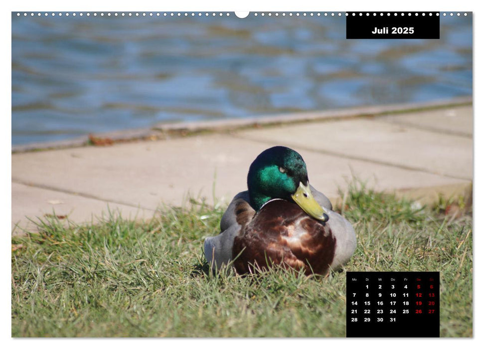 Der Alltag der Stockente (CALVENDO Premium Wandkalender 2025)