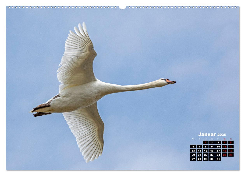 Vögel im Flug - Akrobaten der Lüfte (CALVENDO Premium Wandkalender 2025)