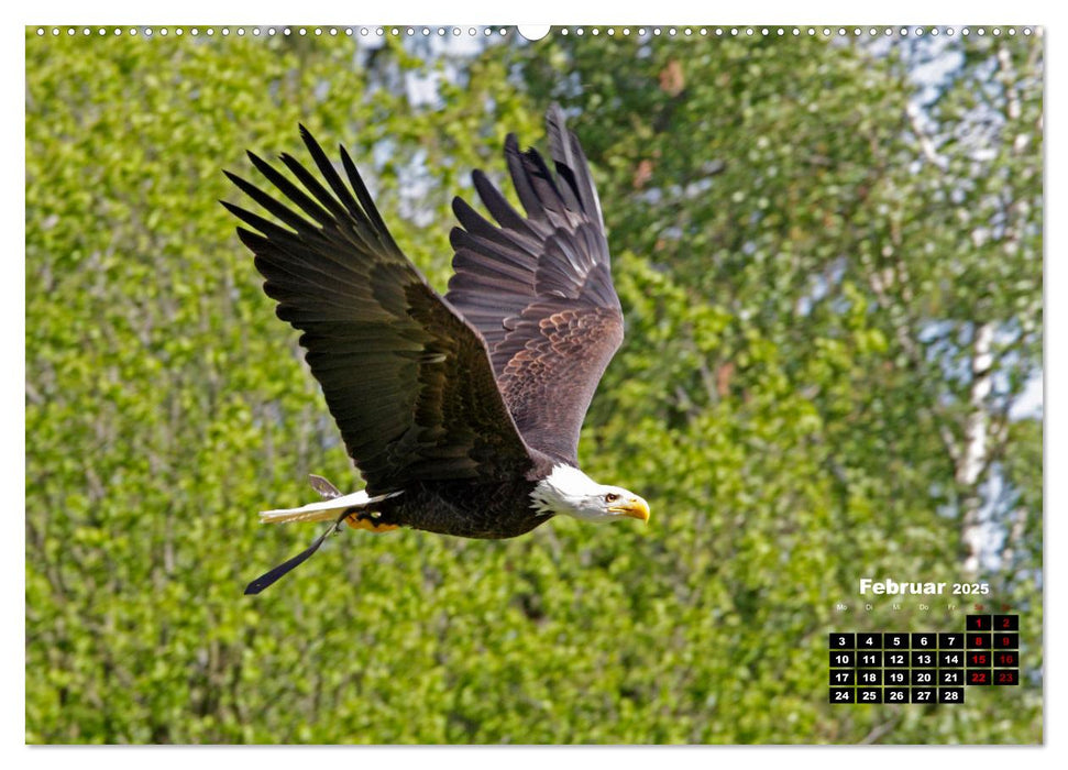 Vögel im Flug - Akrobaten der Lüfte (CALVENDO Premium Wandkalender 2025)