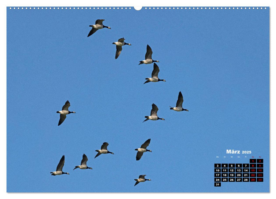 Vögel im Flug - Akrobaten der Lüfte (CALVENDO Premium Wandkalender 2025)