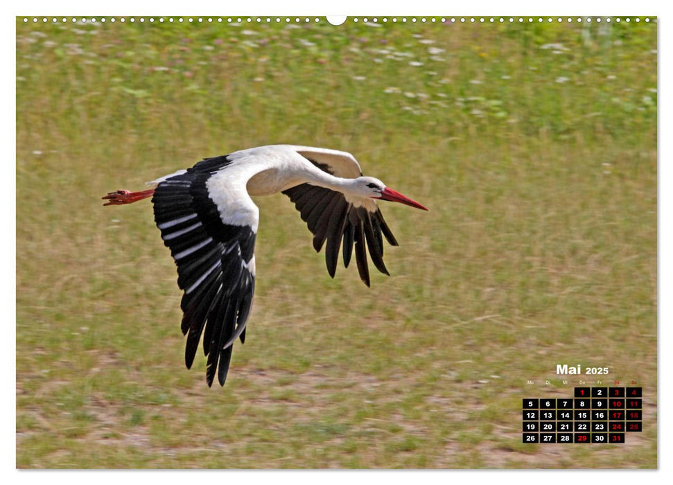 Vögel im Flug - Akrobaten der Lüfte (CALVENDO Premium Wandkalender 2025)