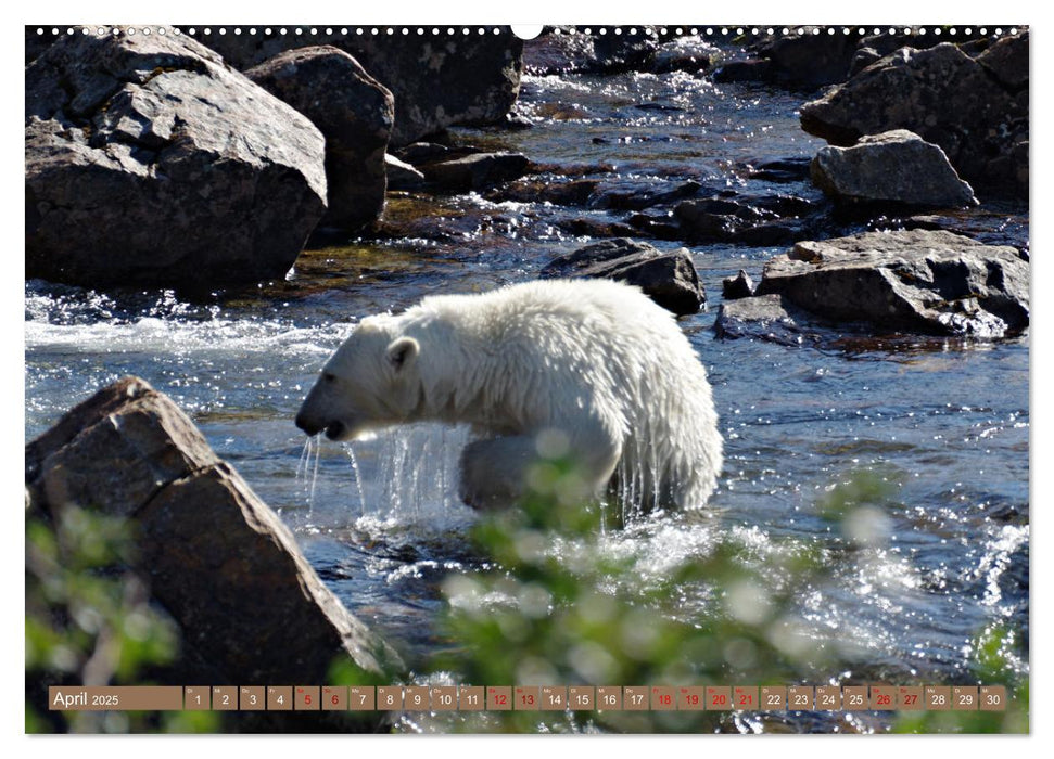 Wilde Bärenwelt (CALVENDO Premium Wandkalender 2025)