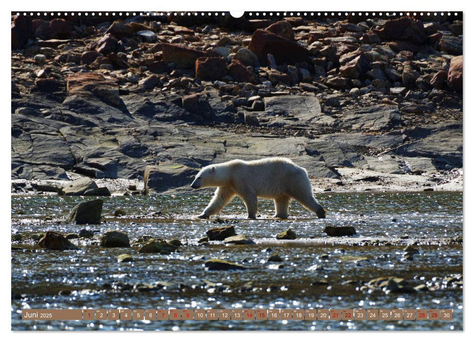 Wilde Bärenwelt (CALVENDO Premium Wandkalender 2025)