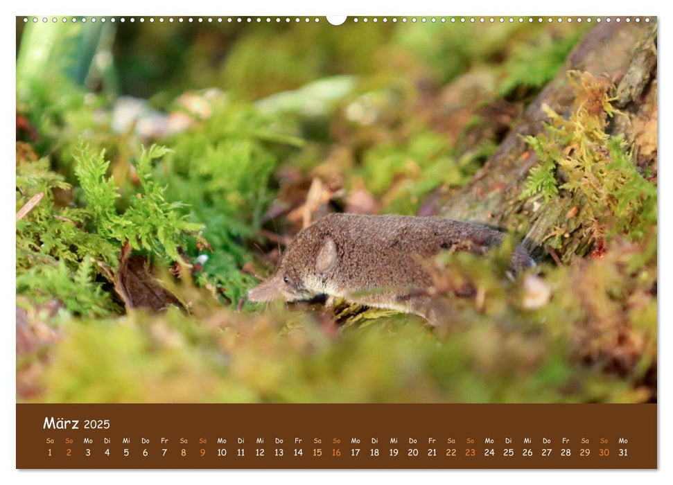 ES WIRD WILD Wildtiere von klein bis groß (CALVENDO Premium Wandkalender 2025)