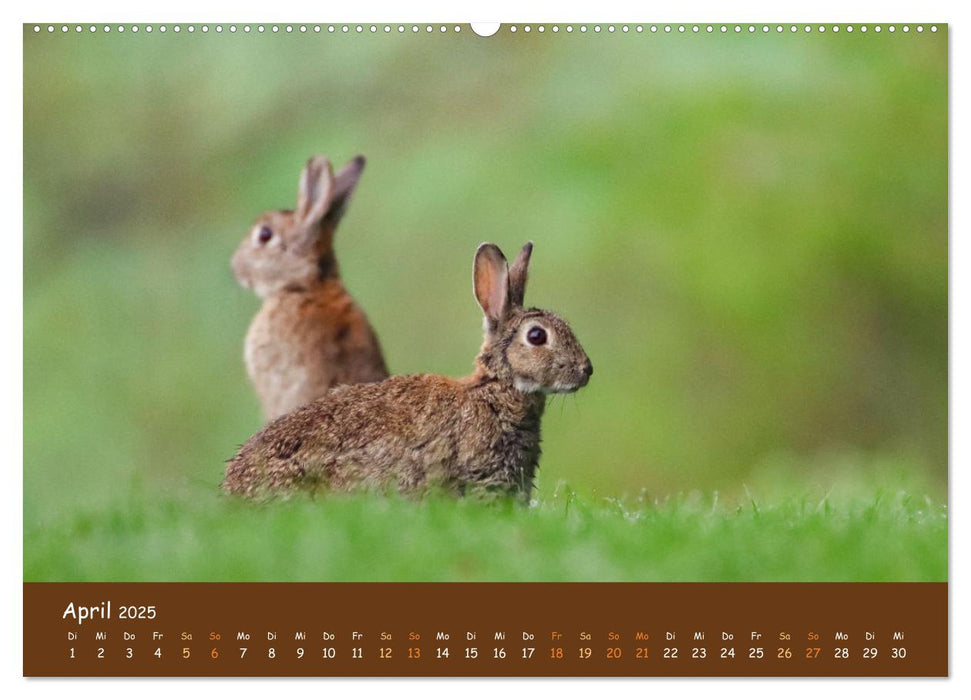 ES WIRD WILD Wildtiere von klein bis groß (CALVENDO Premium Wandkalender 2025)