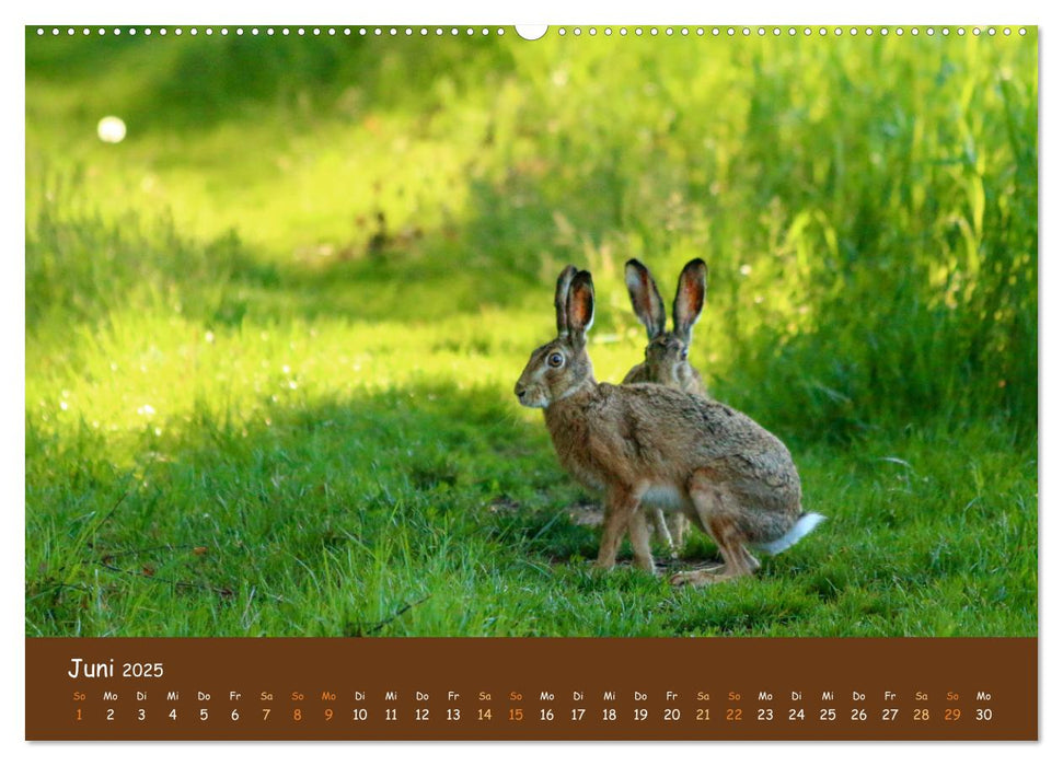 ES WIRD WILD Wildtiere von klein bis groß (CALVENDO Premium Wandkalender 2025)