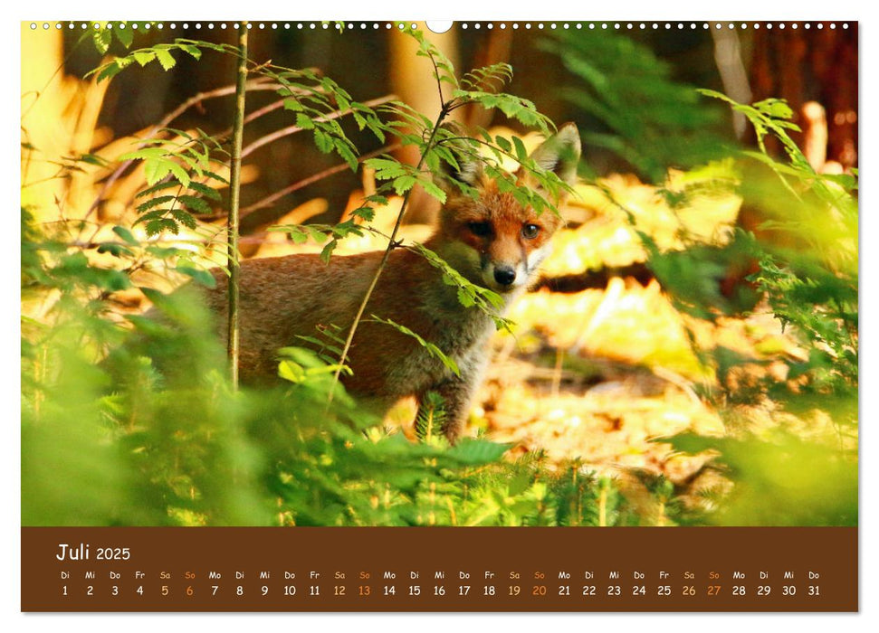 ES WIRD WILD Wildtiere von klein bis groß (CALVENDO Premium Wandkalender 2025)