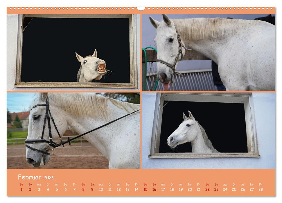 Faszination Reitsport (CALVENDO Premium Wandkalender 2025)