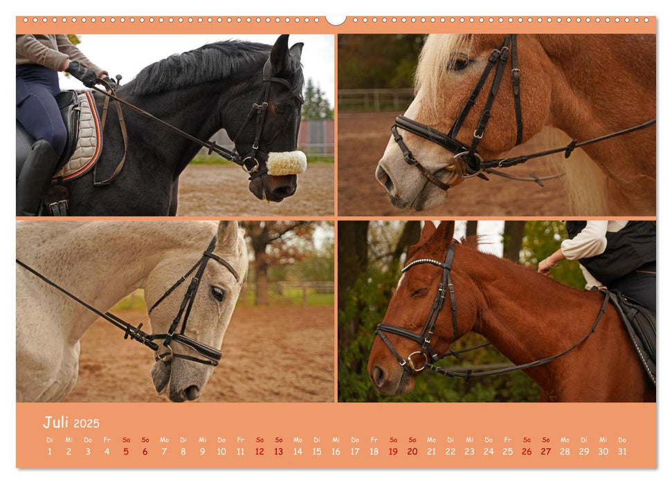 Faszination Reitsport (CALVENDO Premium Wandkalender 2025)