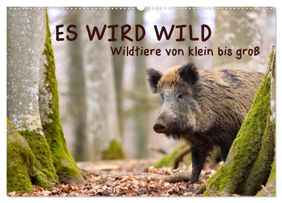 ES WIRD WILD Wildtiere von klein bis groß (CALVENDO Wandkalender 2025)