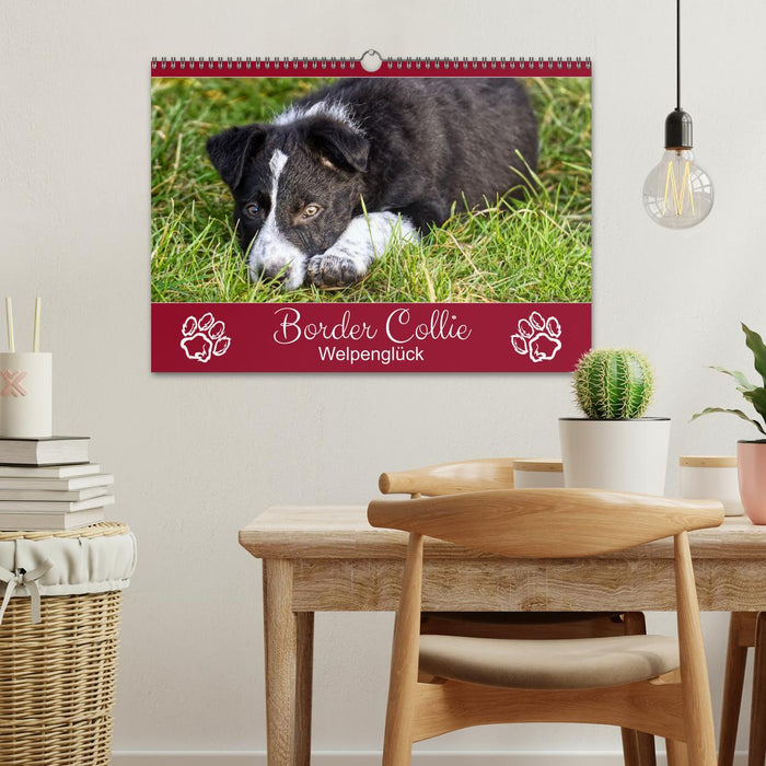 Border Collie - Welpenglück (CALVENDO Wandkalender 2025)