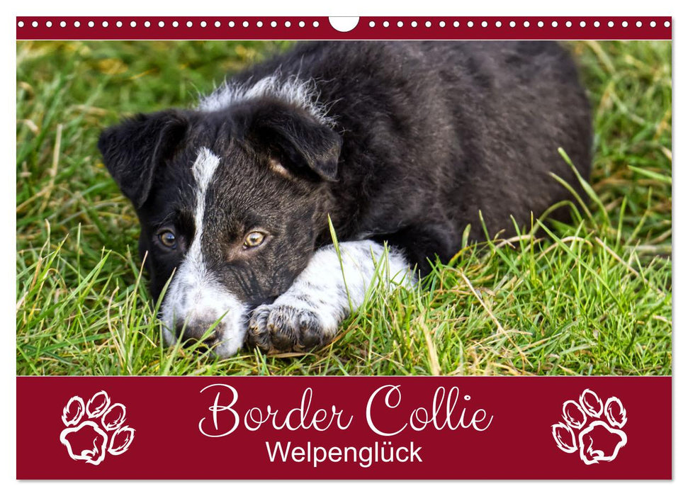 Border Collie - Welpenglück (CALVENDO Wandkalender 2025)