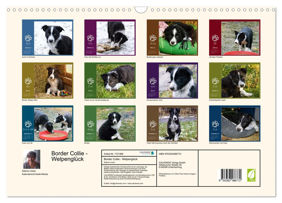 Border Collie - Welpenglück (CALVENDO Wandkalender 2025)