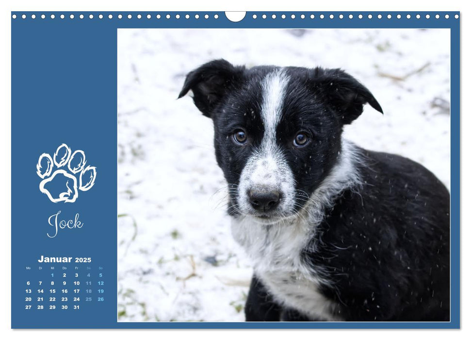 Border Collie - Welpenglück (CALVENDO Wandkalender 2025)