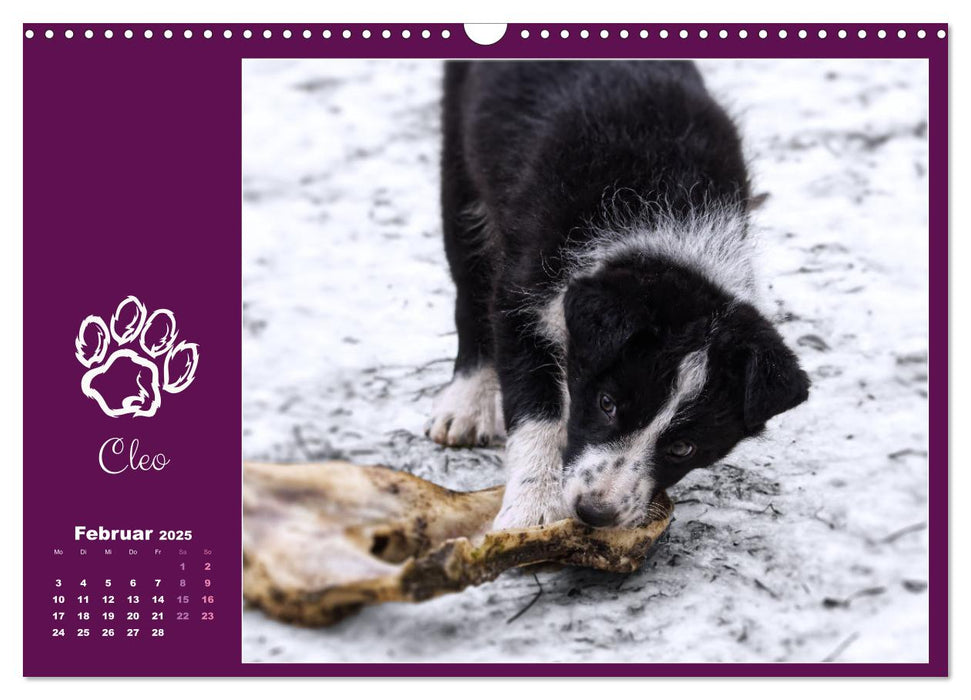 Border Collie - Welpenglück (CALVENDO Wandkalender 2025)