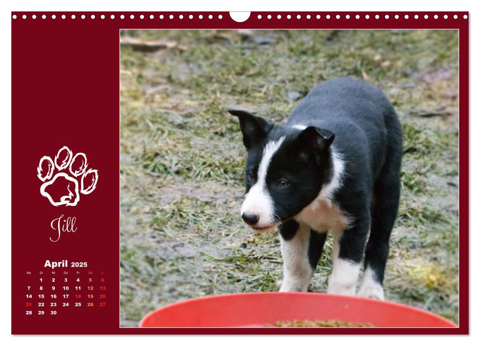 Border Collie - Welpenglück (CALVENDO Wandkalender 2025)