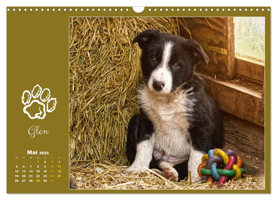 Border Collie - Welpenglück (CALVENDO Wandkalender 2025)