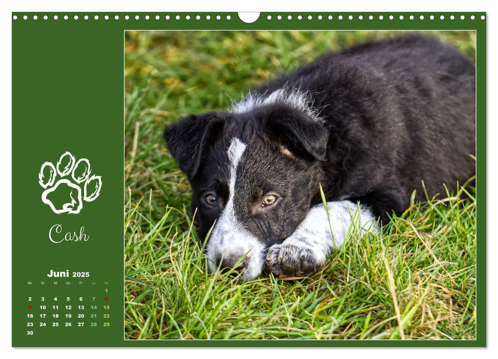 Border Collie - Welpenglück (CALVENDO Wandkalender 2025)