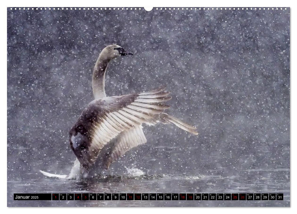 Der Höckerschwan elegant und stolz (CALVENDO Premium Wandkalender 2025)