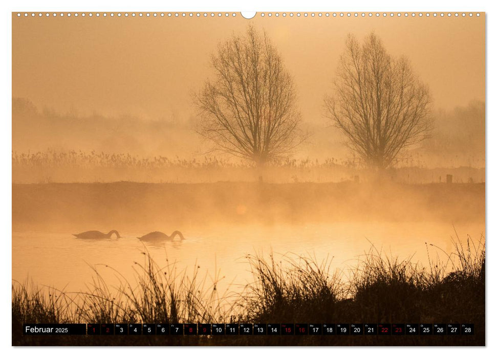 Der Höckerschwan elegant und stolz (CALVENDO Premium Wandkalender 2025)