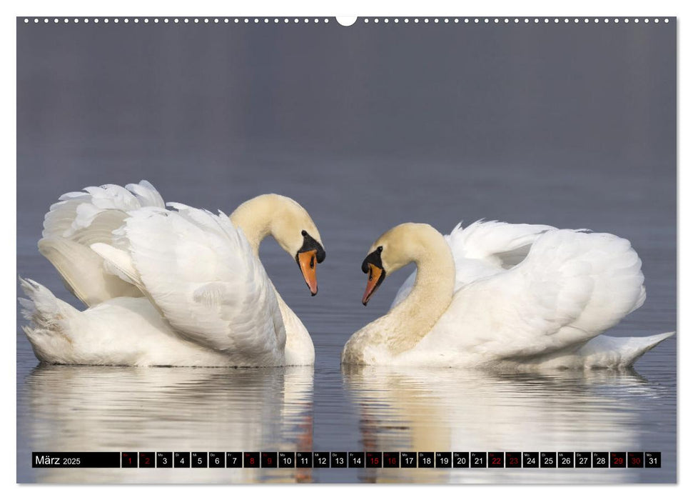 Der Höckerschwan elegant und stolz (CALVENDO Premium Wandkalender 2025)