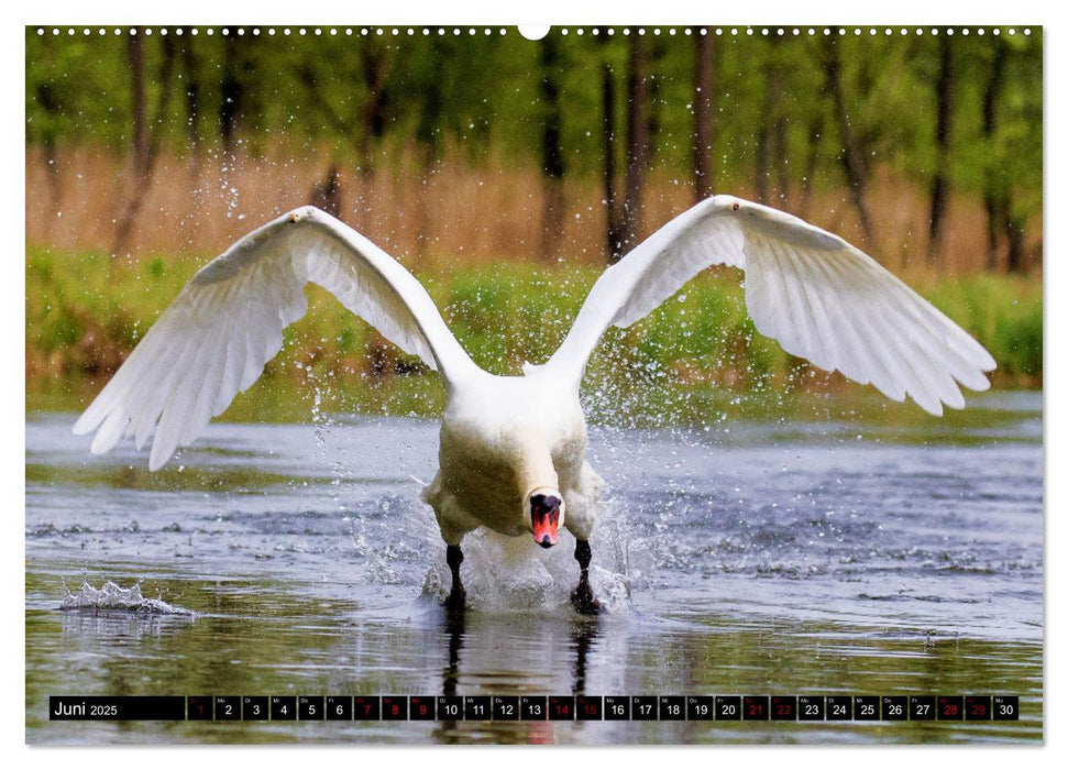 Der Höckerschwan elegant und stolz (CALVENDO Premium Wandkalender 2025)