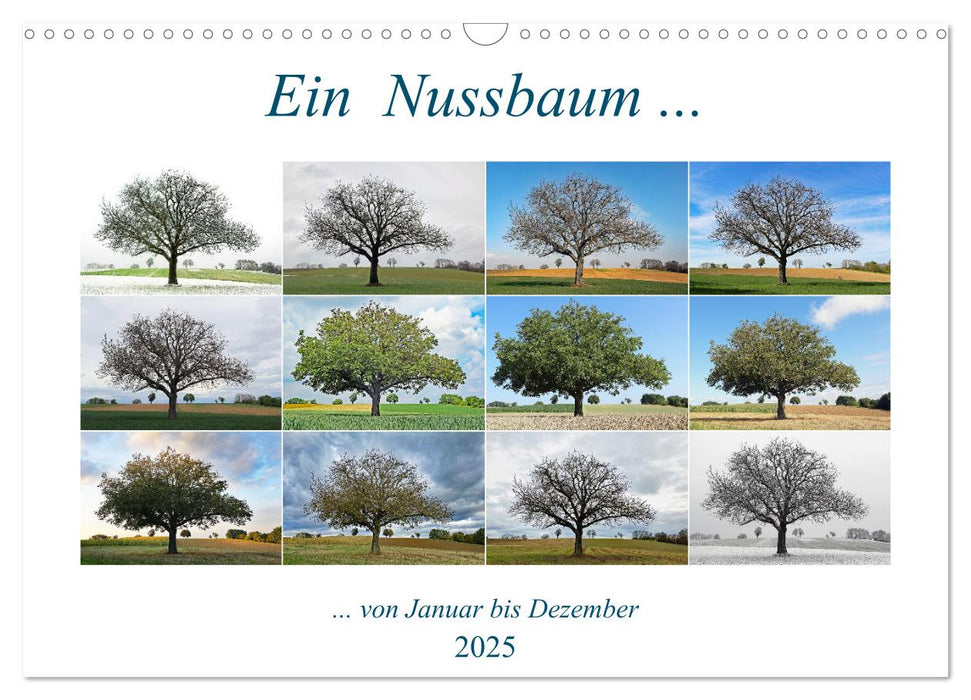 Ein Nussbaum von Januar bis Dezember (CALVENDO Wandkalender 2025)