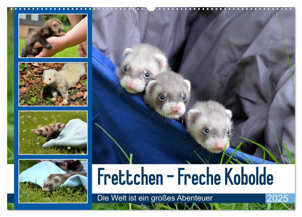 Frettchen - Freche Kobolde (CALVENDO Wandkalender 2025)