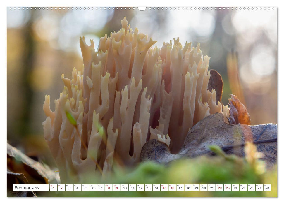Pilze in den Herbstwäldern (CALVENDO Premium Wandkalender 2025)
