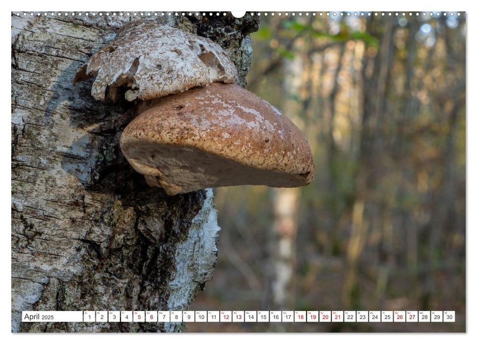 Pilze in den Herbstwäldern (CALVENDO Premium Wandkalender 2025)