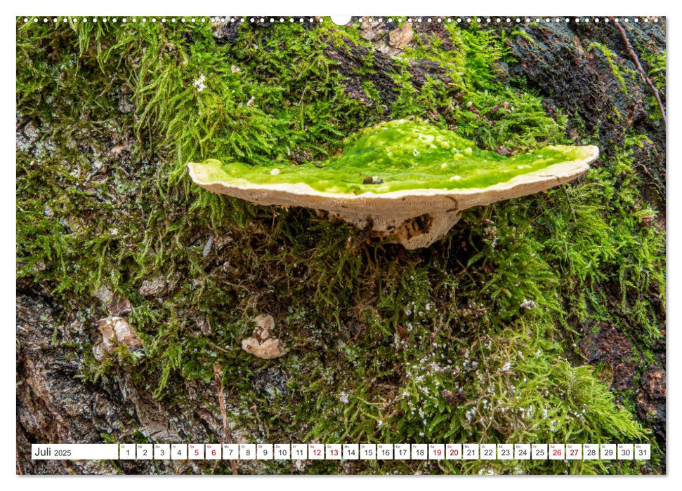 Pilze in den Herbstwäldern (CALVENDO Premium Wandkalender 2025)