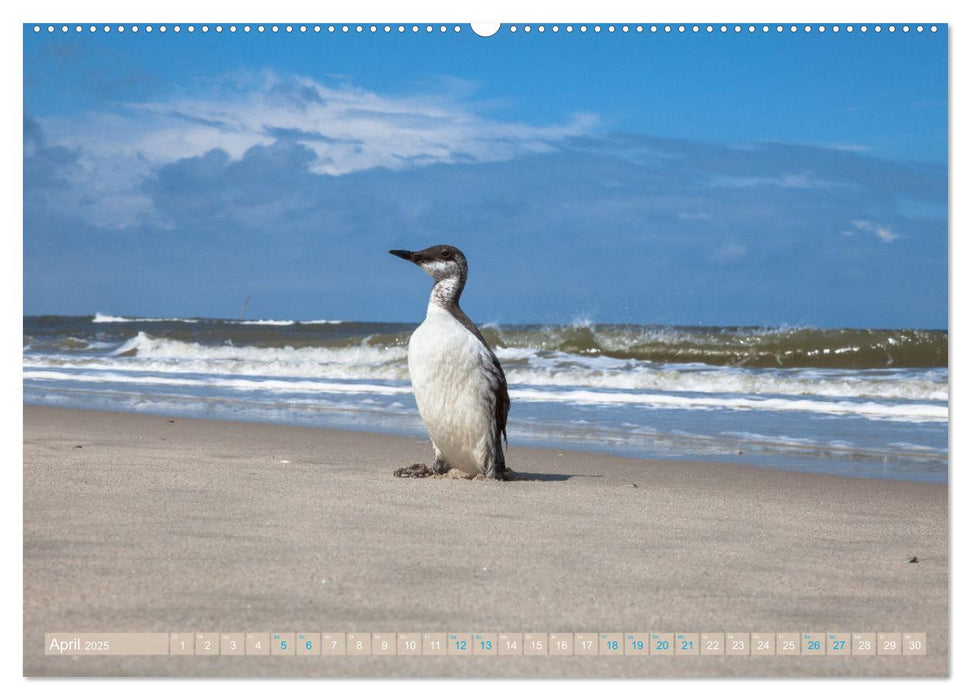 Moin Spiekeroog (CALVENDO Premium Wandkalender 2025)