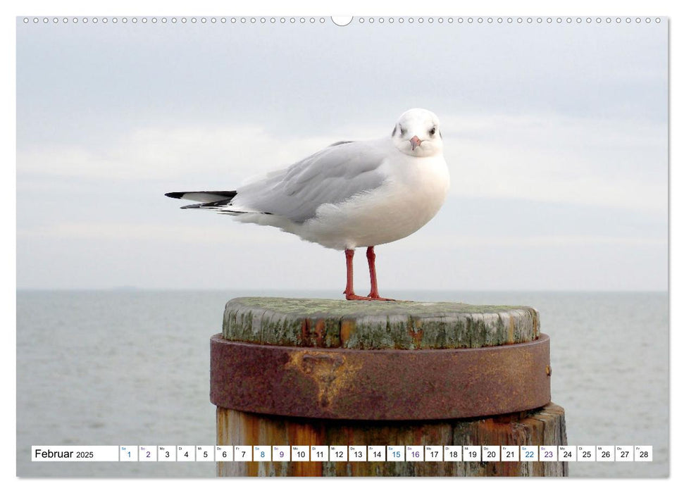 Föhr - Wasser Landschaft Wind und Meer (CALVENDO Premium Wandkalender 2025)