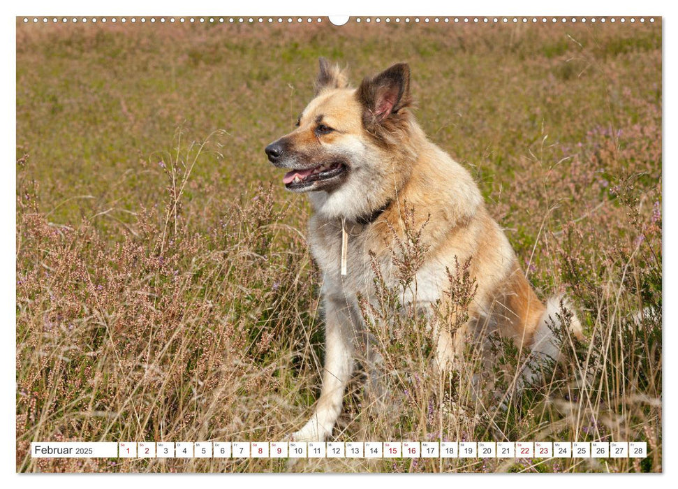 Hunde - Beste Freunde der Menschen (CALVENDO Premium Wandkalender 2025)