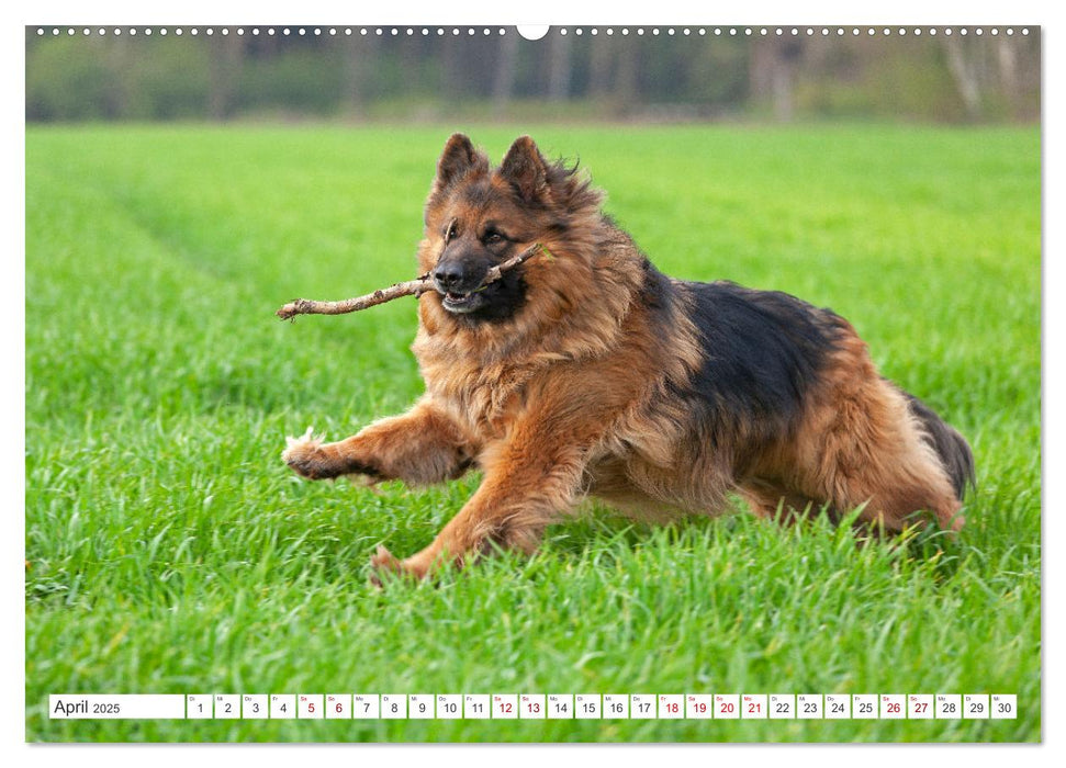 Hunde - Beste Freunde der Menschen (CALVENDO Premium Wandkalender 2025)