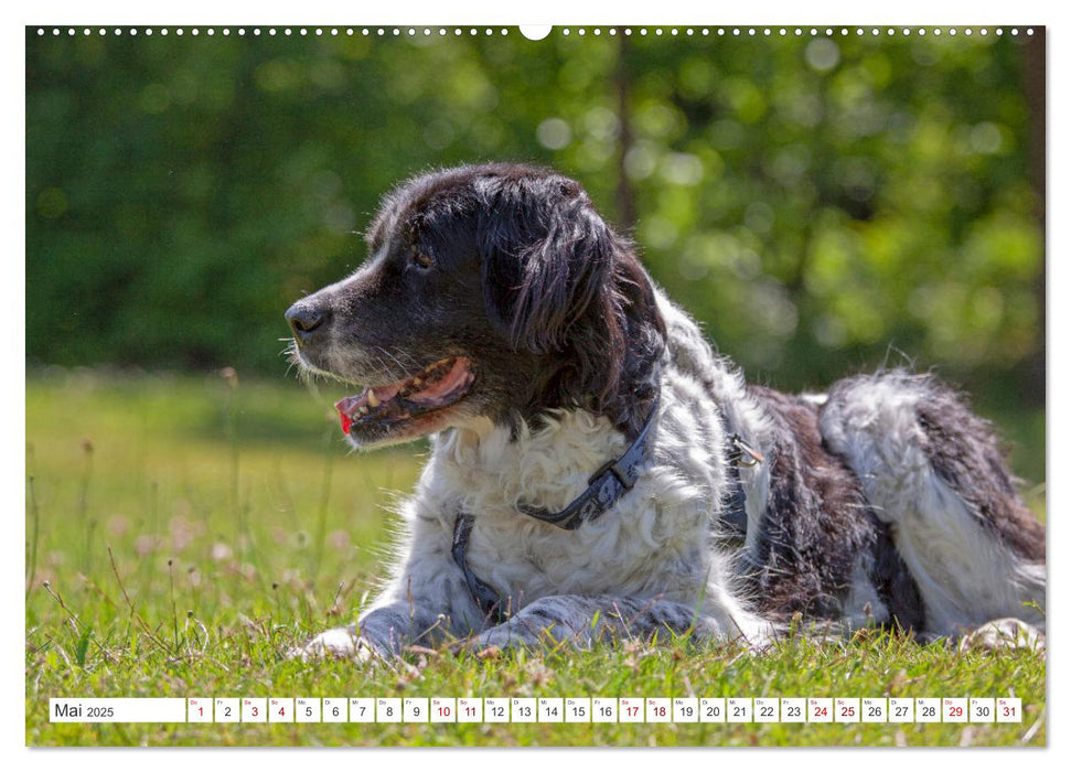 Hunde - Beste Freunde der Menschen (CALVENDO Premium Wandkalender 2025)