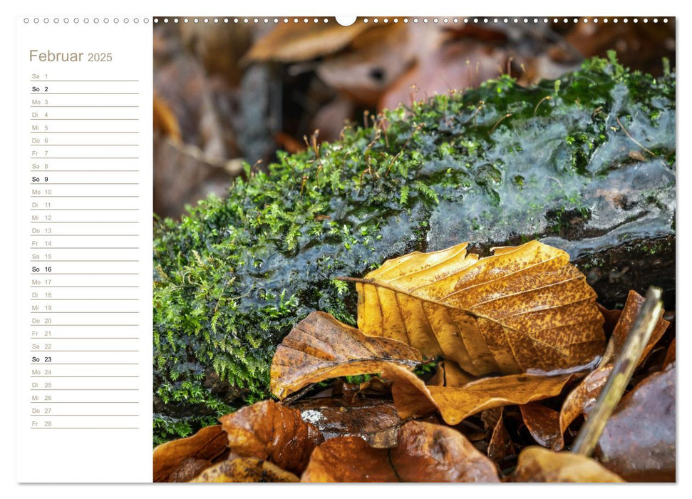 Natur in Miniatur - Mooswelten (CALVENDO Premium Wandkalender 2025)