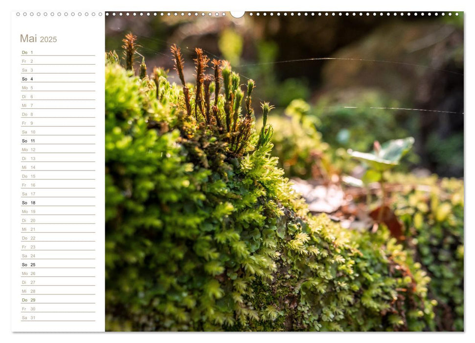 Natur in Miniatur - Mooswelten (CALVENDO Premium Wandkalender 2025)