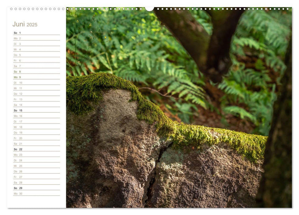 Natur in Miniatur - Mooswelten (CALVENDO Premium Wandkalender 2025)